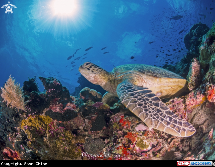 A Green Turtle