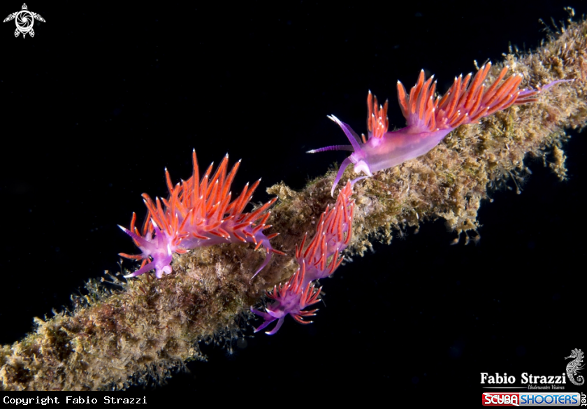 A Flabellina 