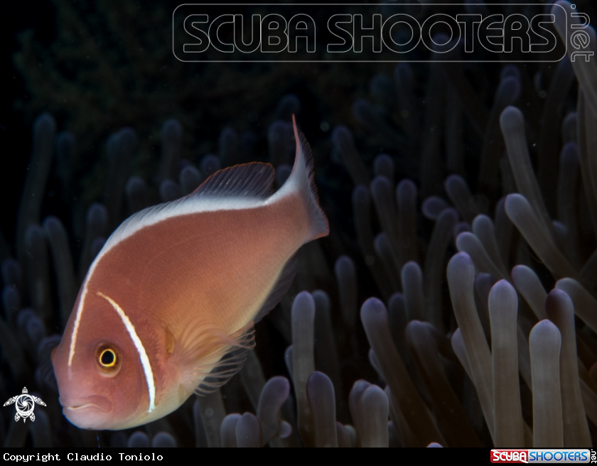 A Amphiprion Perideraion