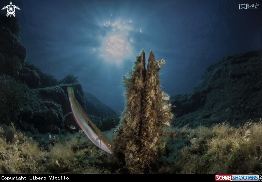 A donzella with pinna nobilis