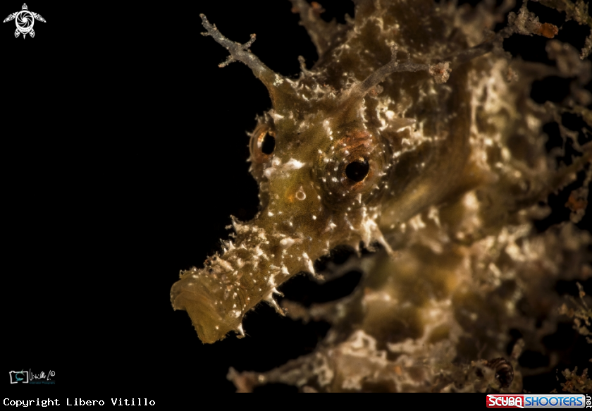 A long-snouted seahorse