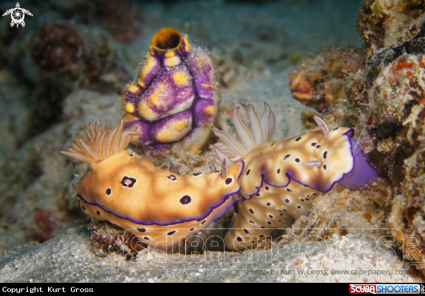 A Nudibranche