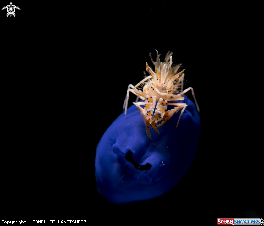 A Tiger Shrimp