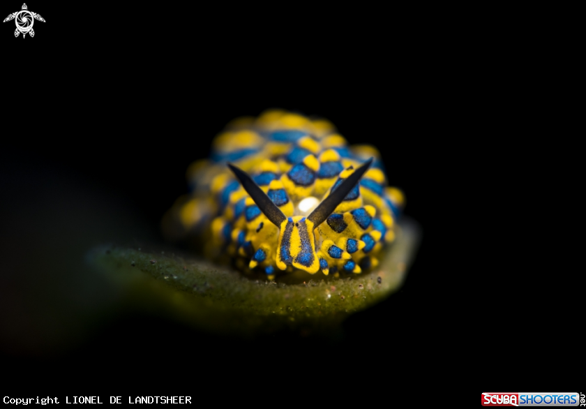 A Stiliger Ornatus