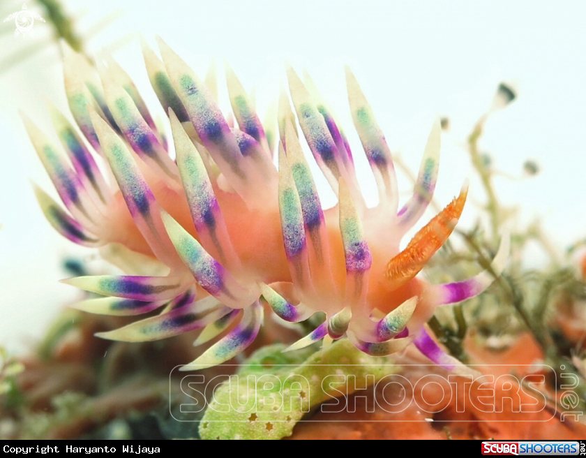 A Flabellina nudibranch