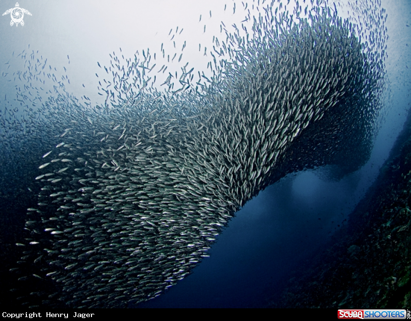 A Sardines