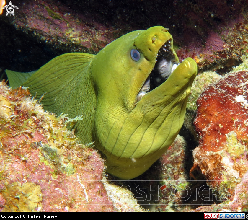 A Green Moray