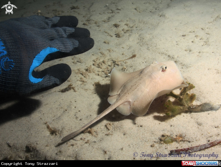 A Common Stingaree