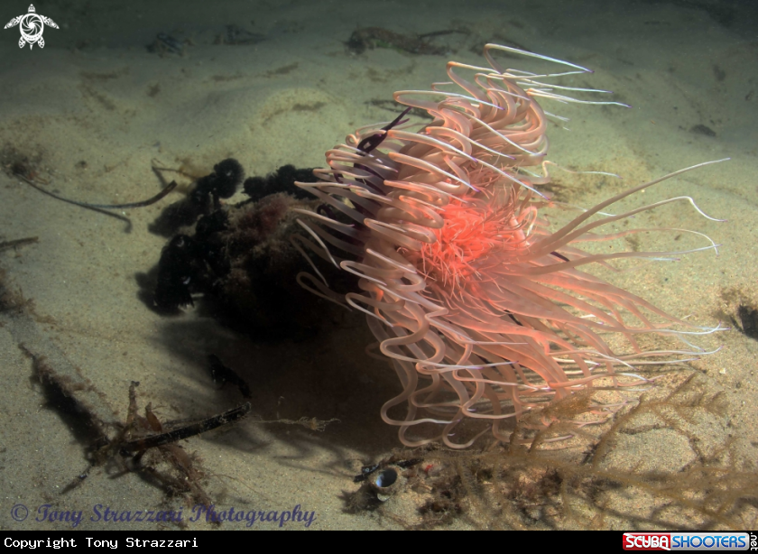 A Striped Tube Anemone