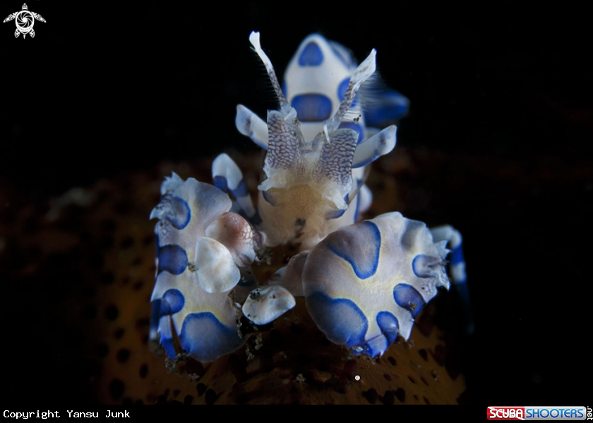 A Harlequin shrimp