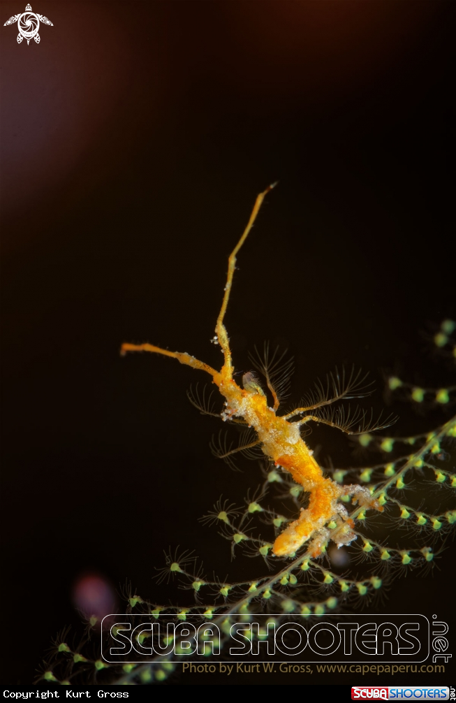 A Skeleton shrimp