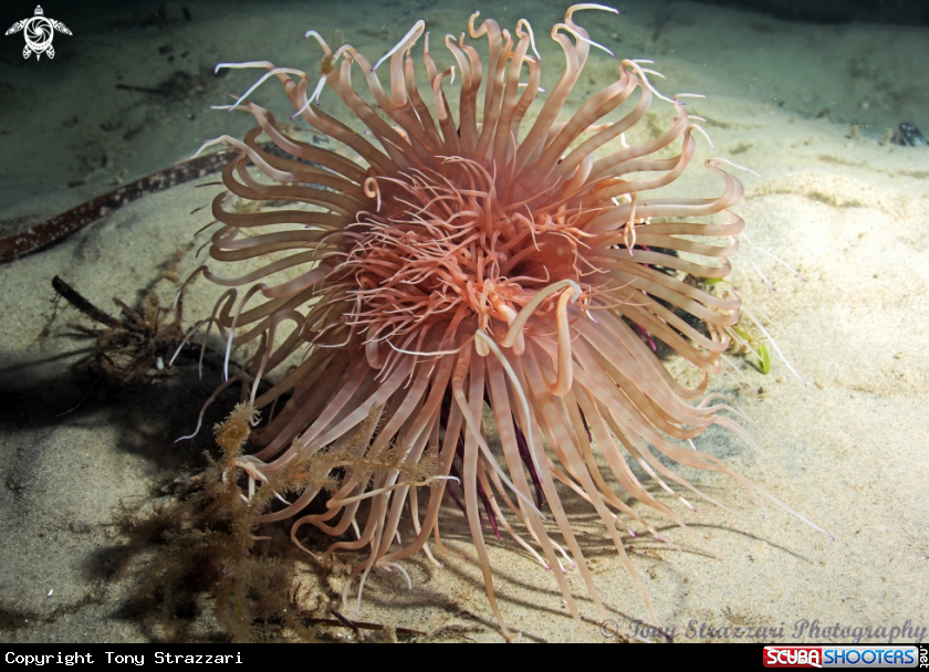 A Striped Tube Anemone