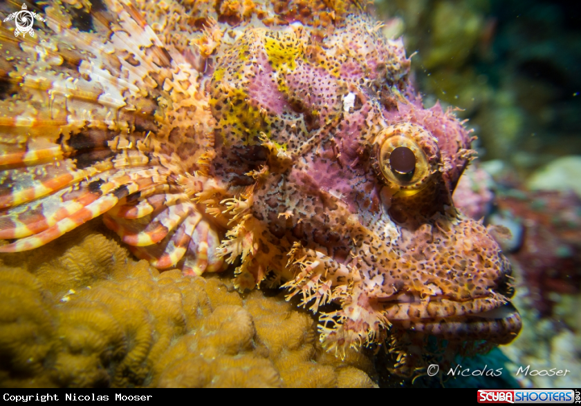 A Scorpion fish