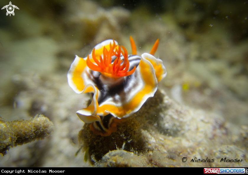 A nudibranch