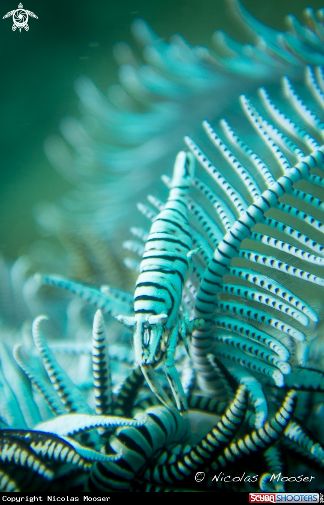 A black and white striped shrimp