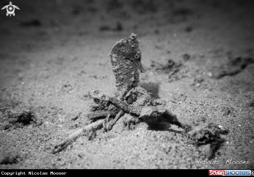 A Seahorse