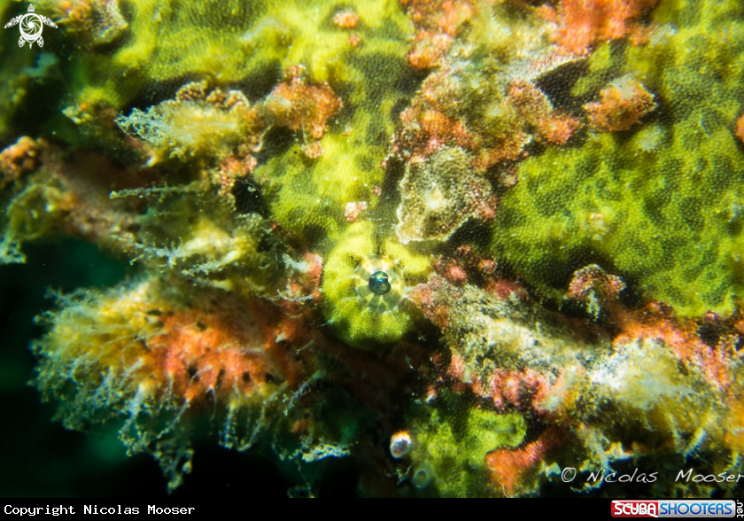 A Giant green frogfish
