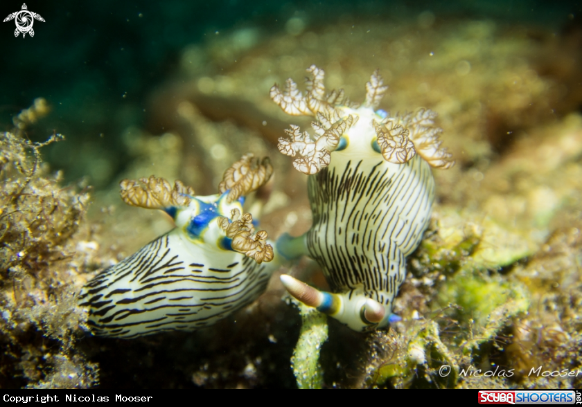 A Nudibranch