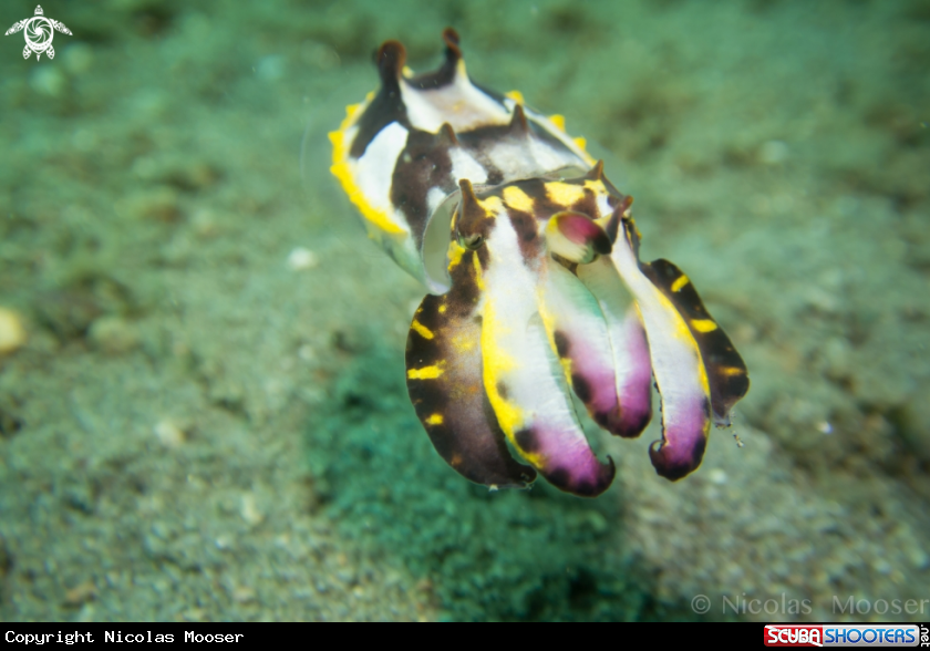 A Flamboyant cuttlefish