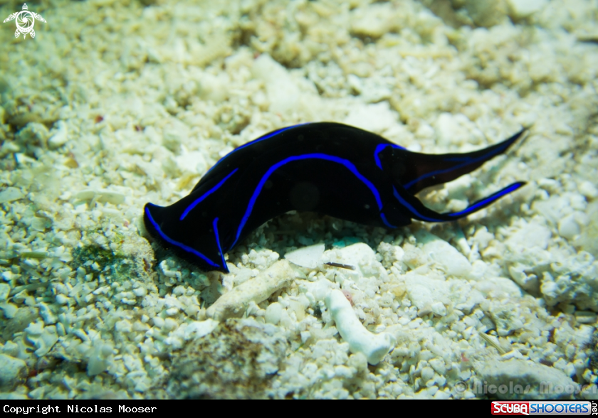 A Nudibranch