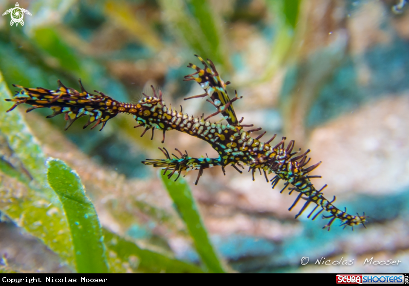 A Harlequin ghost pipefish