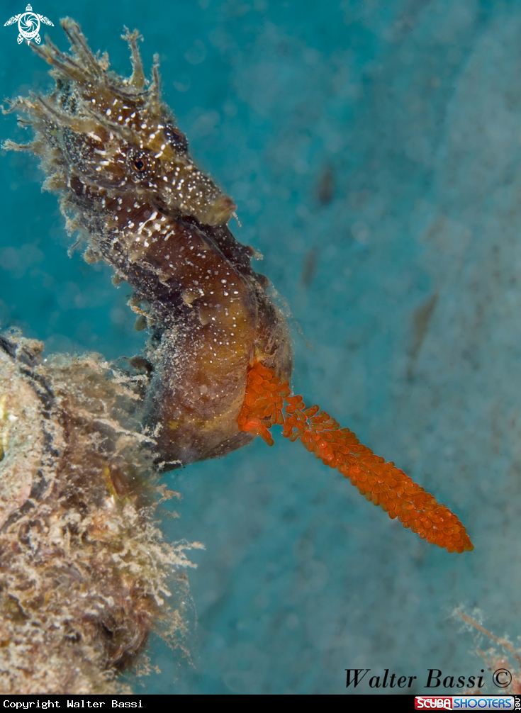 A Hippocampus guttulatus