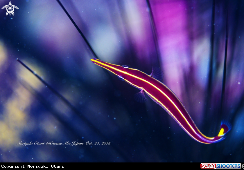 A Long-snout clingfish