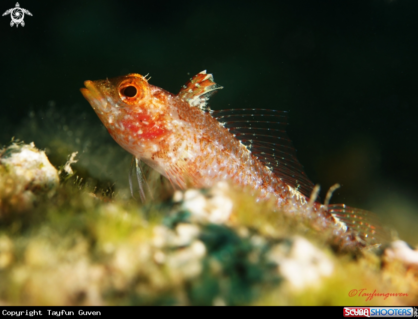 A Tripterygion delaisi
