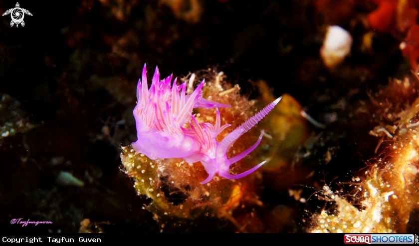A flabellina affinis