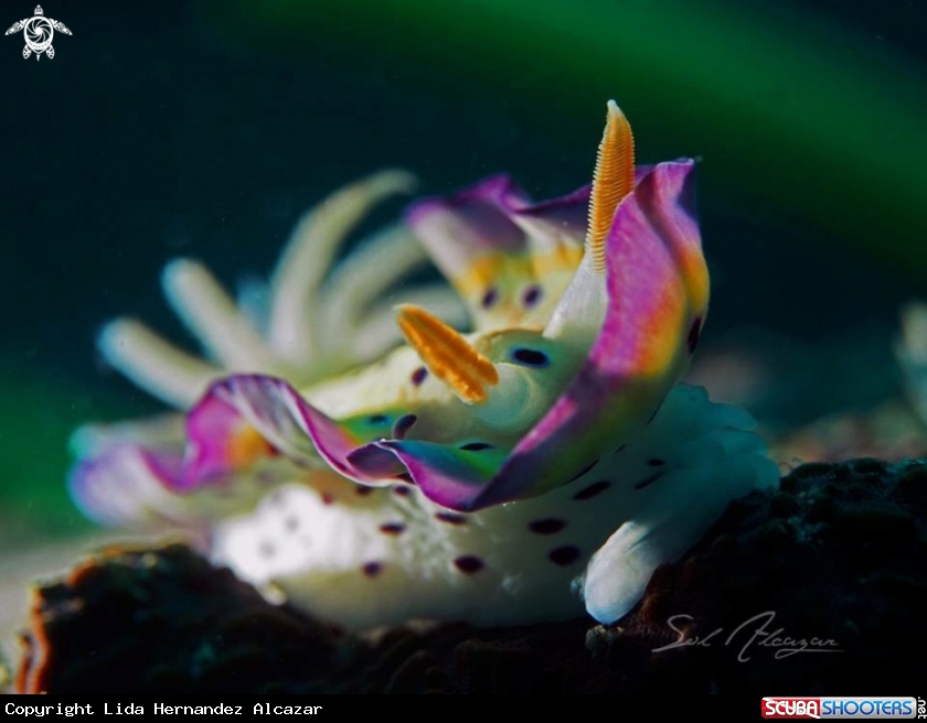 A Nudibranch