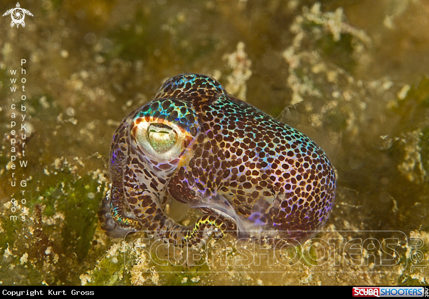 A Bobtail Squid