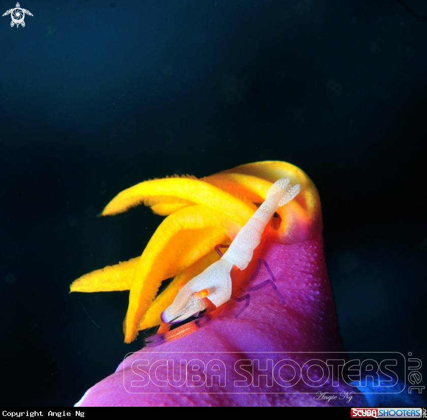A Nudibranchs and emperor shrimp