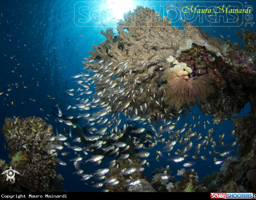 A Glassfish