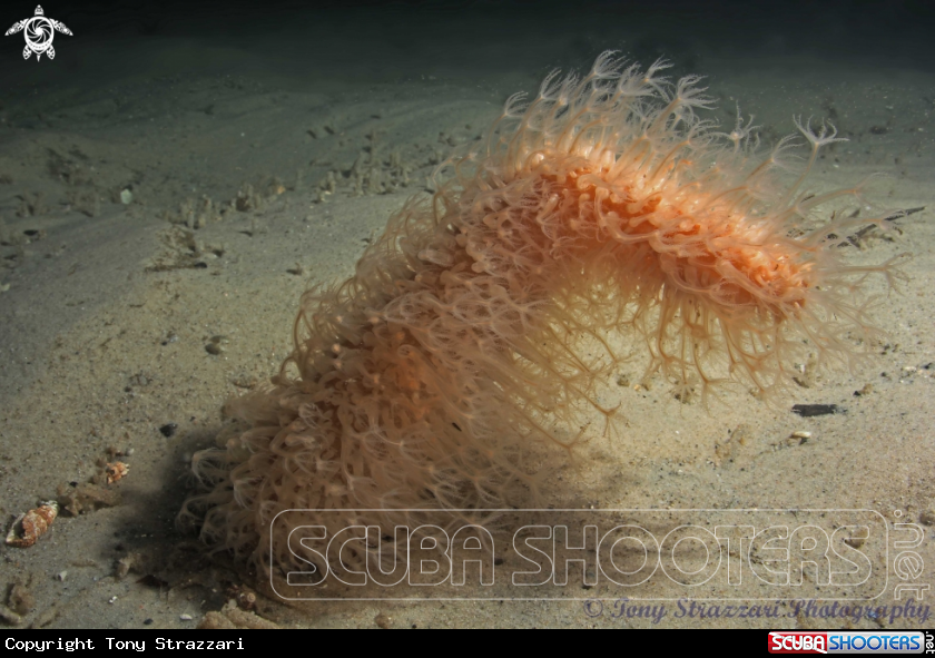 A Obese sea pen