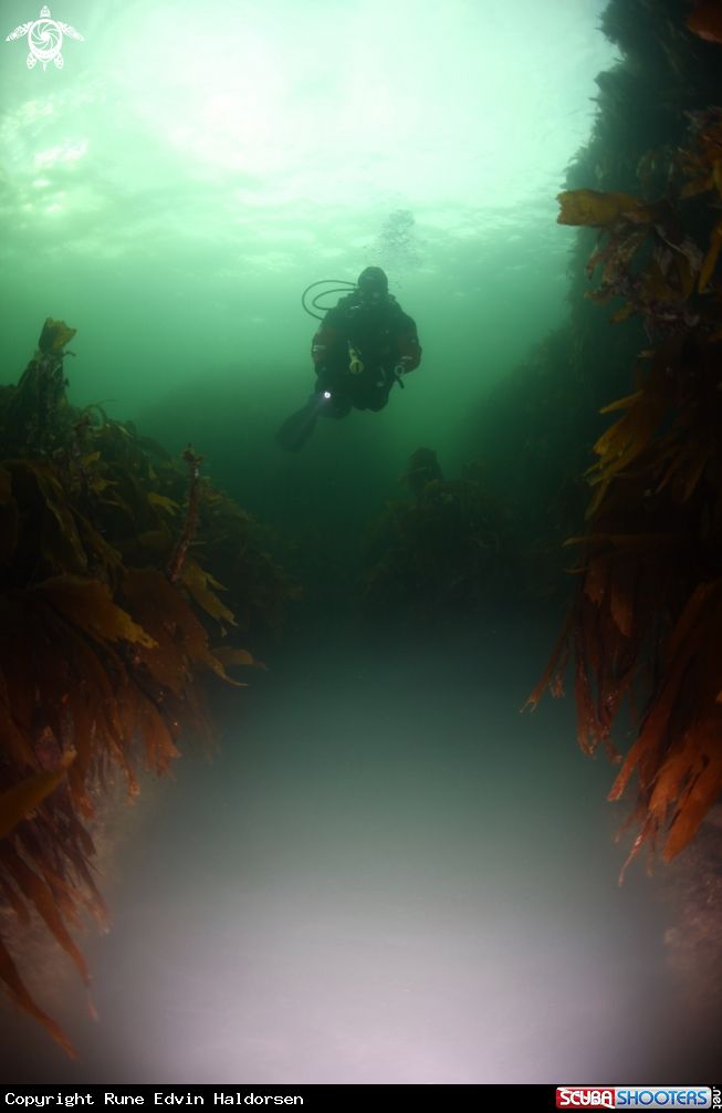 A Scubadiver