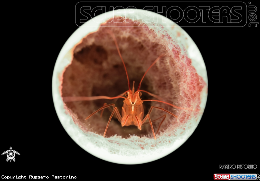 A Hidden cleaner shrimp