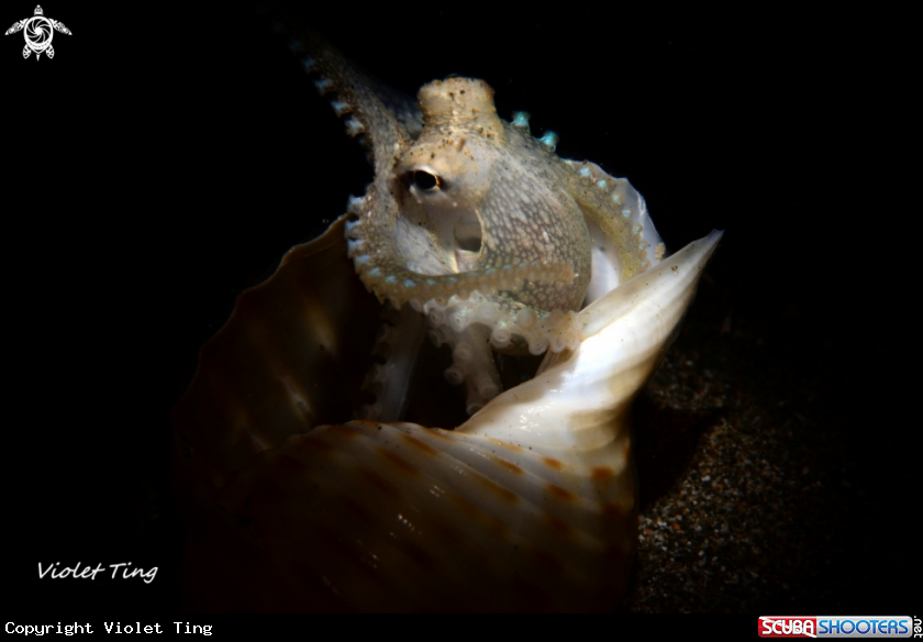 A Octopus 