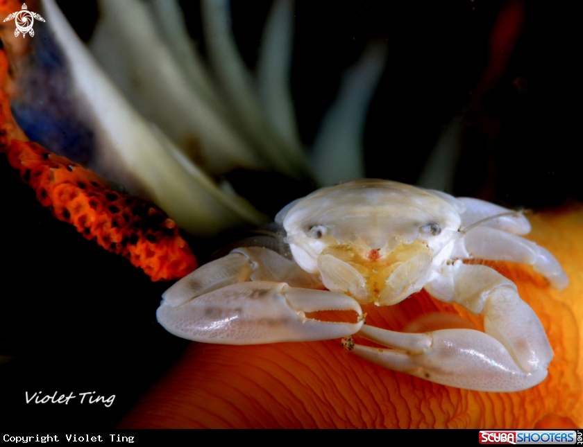 A Crab