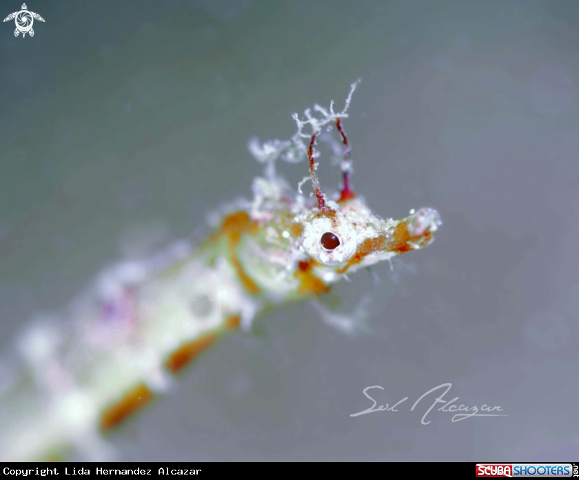 A Acentronura tentaculata
