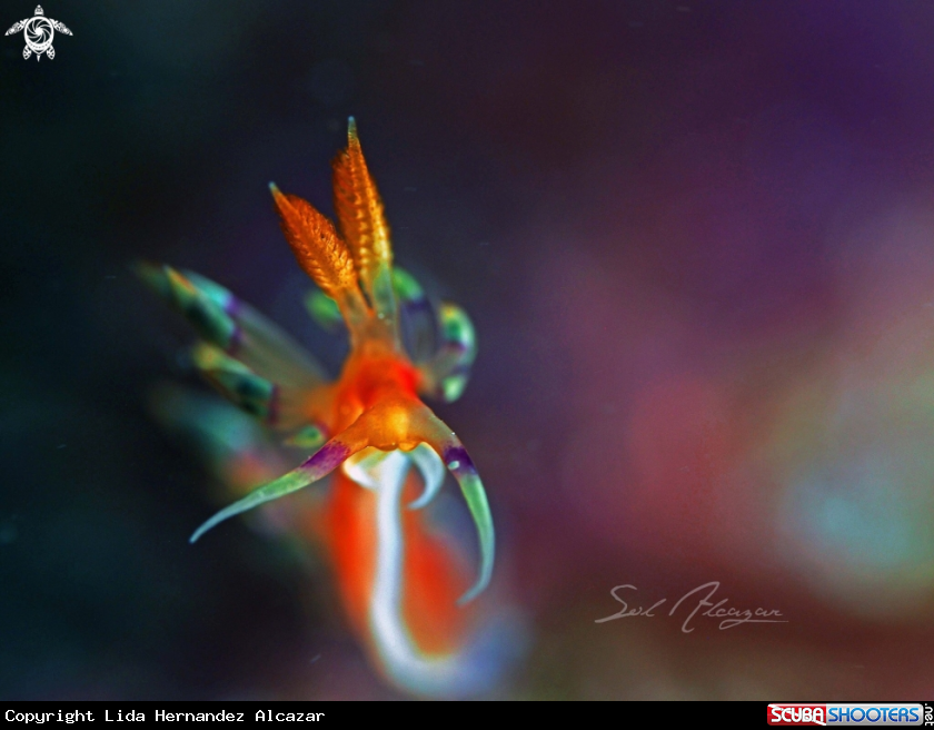 A Flabellina