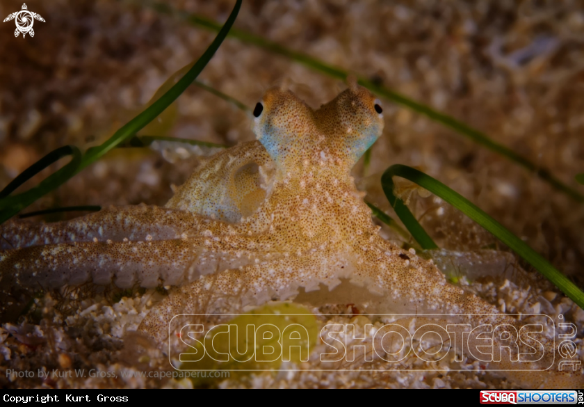 A Long arm Octopus