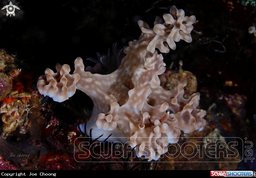 A Nudi
