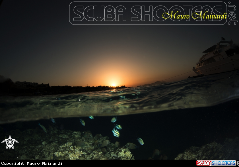 A Sharks bay