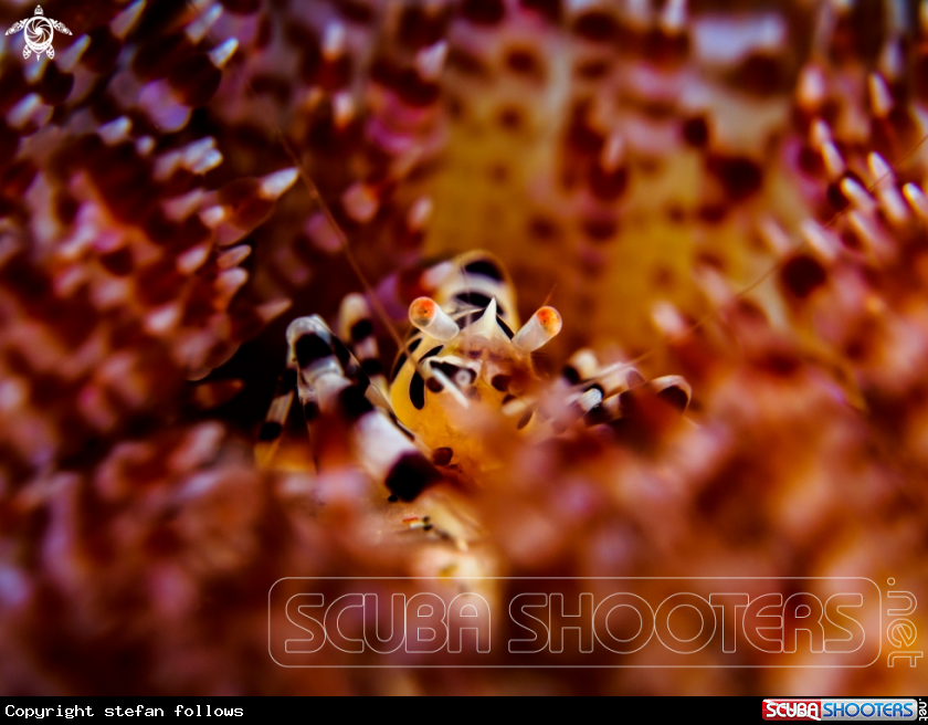 A Coleman Shrimp