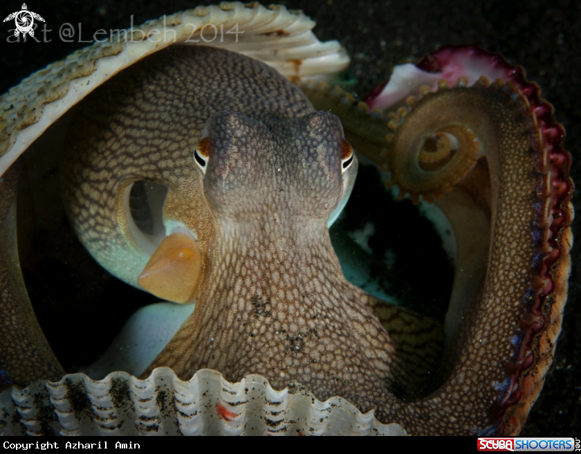 A Coconut Octopus