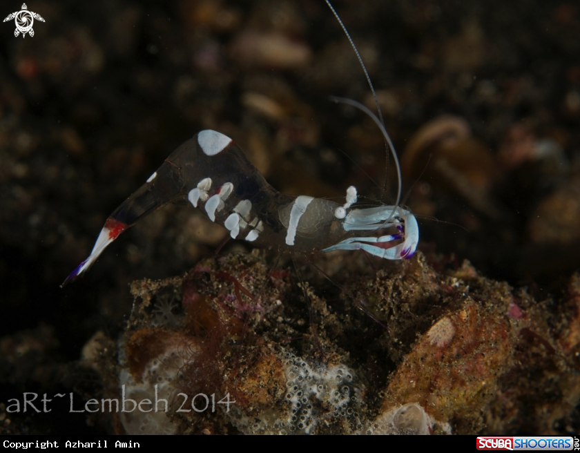 A Anemone Shrimp