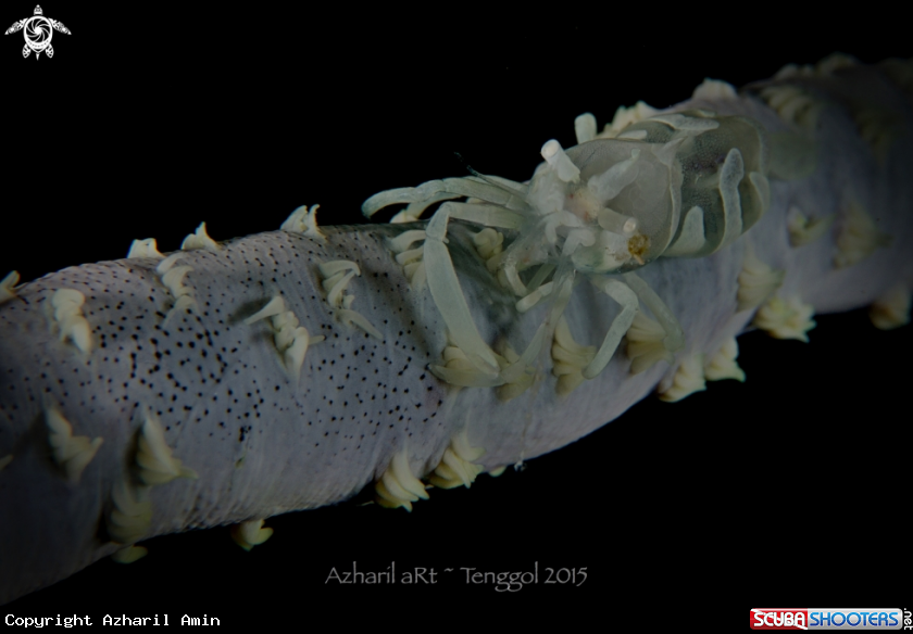 A Zanzibar Whip Coral Shrimp
