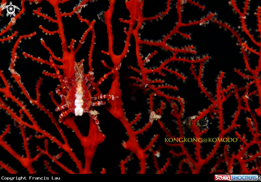 A Decorator Crab