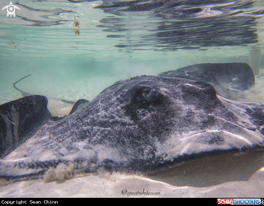 A Southern Stingray