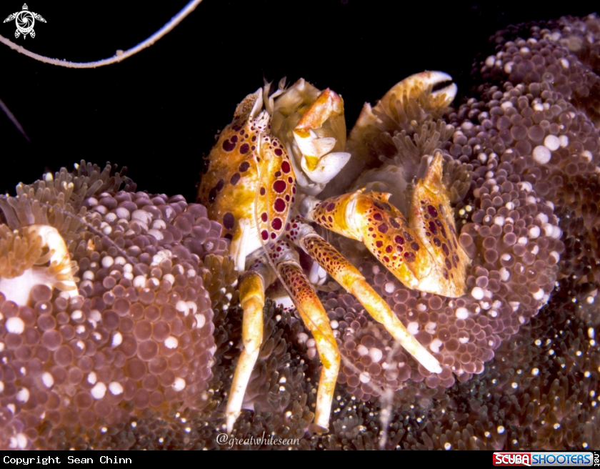 A Porcelain Anemone Crab